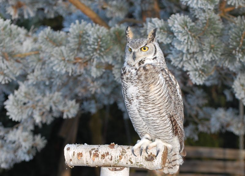 Jumi - Puchacz Wirginijski Wapacuthu