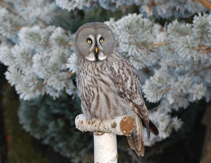 Tola - Puszczyk Mszarny