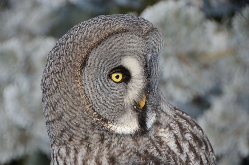 Tola - Puszczyk Mszarny